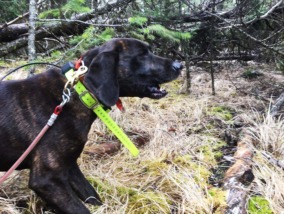 Svartbjørnjakt med hund