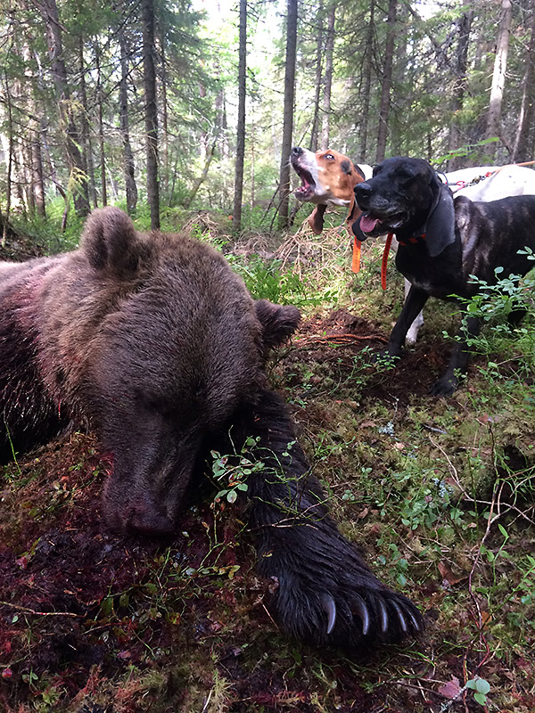 Jakt på brunbjørn med hund