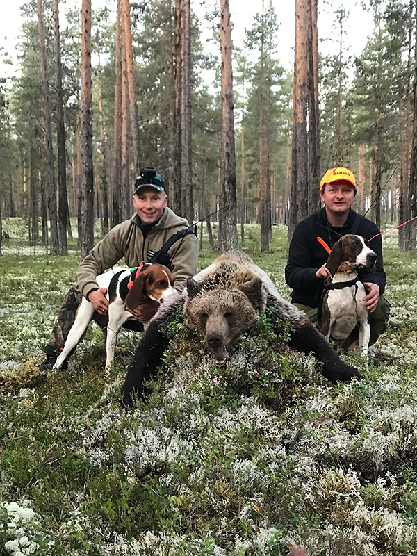 Jakt på brunbjørn med hund