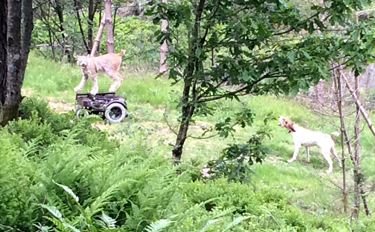 Permogaupe og hund