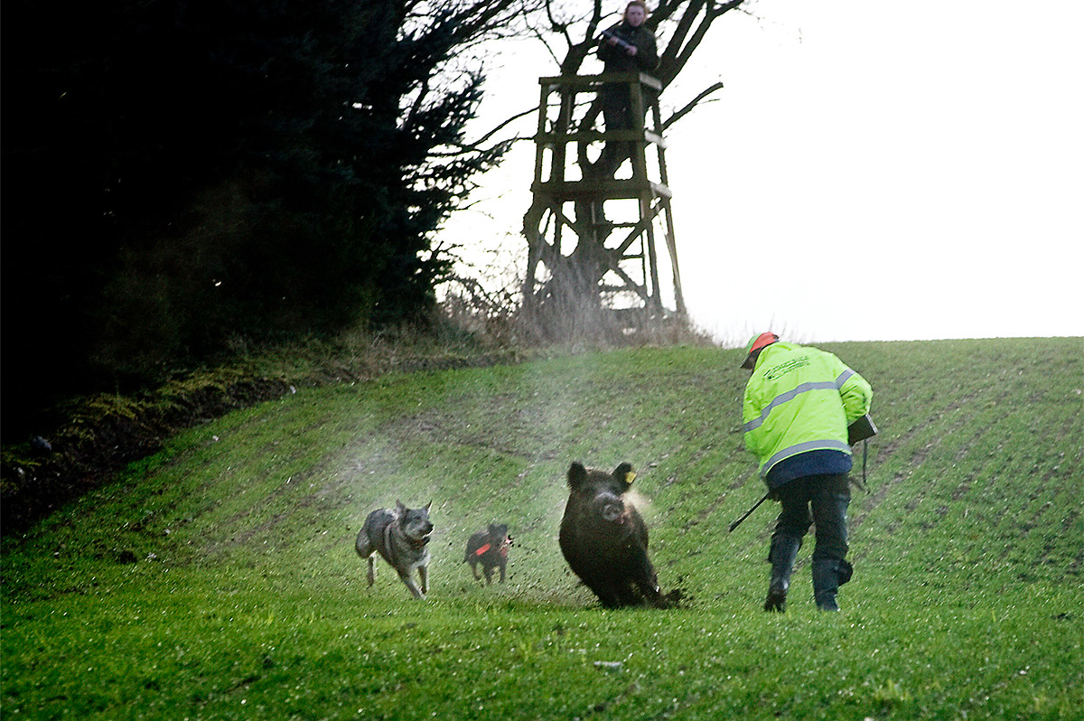 Villsvinjakt med hund