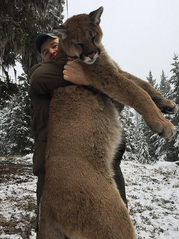 Pumajakt i Canada